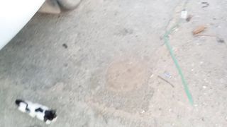 Funny cats video to watch on febspot