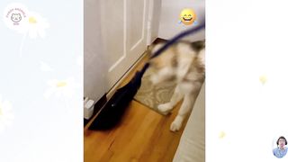 Funniest Animals Videos ???? Funniest Cats and Dogs ???????? #3