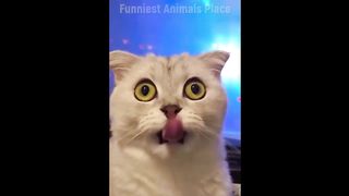Vidéo des animaux les plus drôles ???????? | Vidéos drôles de chats et de chiens