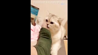 Vidéo des animaux les plus drôles ???????? | Vidéos drôles de chats et de chiens 2