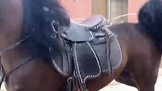 Horses 3