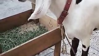 Bakra