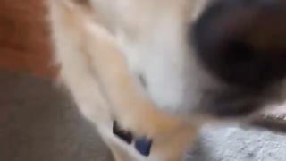 The dog's horse xD