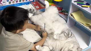 totally a very big cat