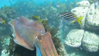Samander,ocean ,beautiful fish