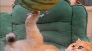 Look, this is the cat that has always been invincible