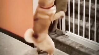 random funny animal video