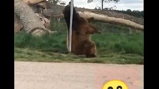 Funny video