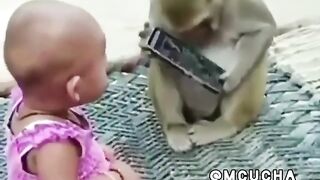 Monkey takes a toddler's phone