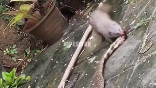 King Cobra watch until the end..