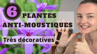 6 PLANTES ANTI-MOUSTIQUES très décoratives !