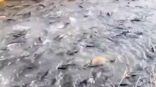 FISHING 6