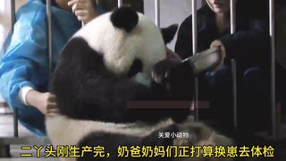 Panda Er Ya ignores the temptation of honey water from her parents after giving birth