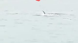 Shark swallows man while swimming in Egypt