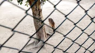 lahore  zoo in pakistan