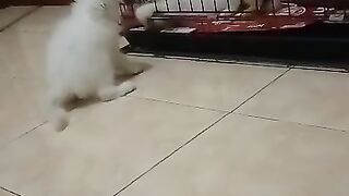 Kucing lucu 7