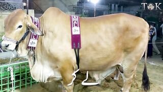 Bakra Eid Special 2