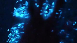 bioluminescence …