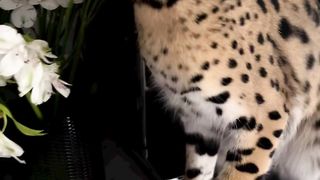 shayvana cat!