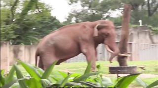 My elephant actually stuffs its teeth