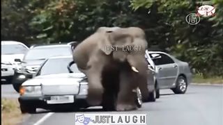 Animal Fight || Bull vs man || Lion Vs Loin || Amazing animal fight || Crazy animal fight