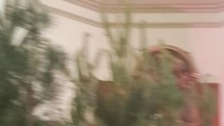 Temps de flors 2