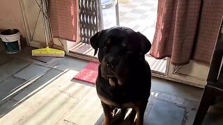 My dog is trying to irritat anshu || the rott best video | funny dog videos. 3