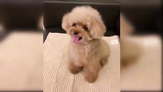 Baby Dogs - Cute and Funny Dog Videos Compilation #3 | Aww Animals 4