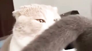 Try Not To Laugh Challenge ???? Funny Cats and Dogs 2023 ???????? 2