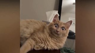 Funny Cats Videos ???? Baby Cats - Funny Animal Videos | Cute and Funny Cats Videos