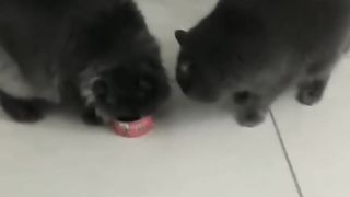 FUNNY CATS ???? and other CUTE ANIMALS ???? DOGS, PANDAS, PARROTS ???????????? Funniest Animal Videos 2023