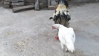 Aseel Java Murga and murgi subscribe my channel