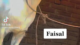 Fasal ki video