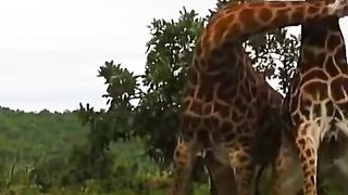 giraffes fight until their necks break