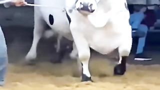 Wow Mashallah