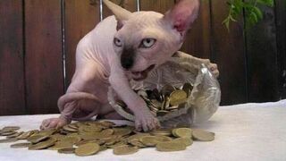 Top Funny Pet Videos of the Week - September #1 | Hilarious Pet Moments