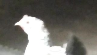La mère poule