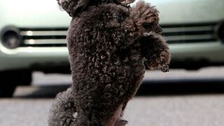 Top Funny Pet Videos of the Week - Part 2 | Hilarious Pet Moments
