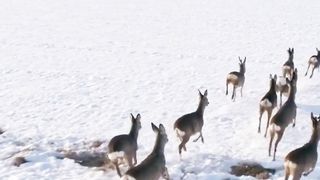 MS Roe cute deer running in snow covered rural field