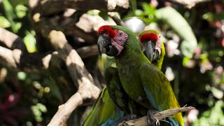 parrots love