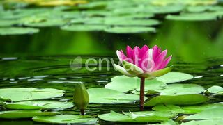 mud flower