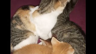 Élevage de chat