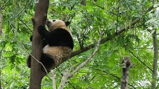Why are pandas so bad at surviving?