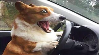 Funniest Animals Compilation 2022 - Best Cats and Dogs - Hilarious Cat Videos #48