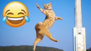 Funniest Animals Compilation May #8 - Try Not To Laugh Challenge | Hilarious Pet Moments
