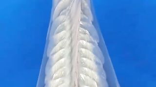 Ikan transparan