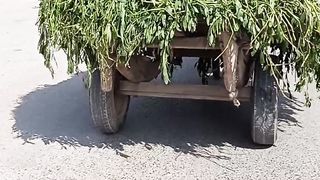 What's is this?? https://youtube.com/@pakistanisairsapatee