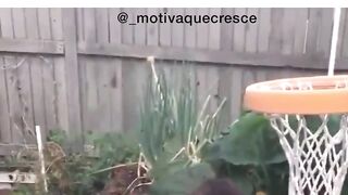 Melhores vídeos da Internet
