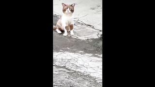 Kebingungan