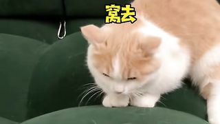 Little Milk Cat: Those who know current affairs are handsome cats‼ ️